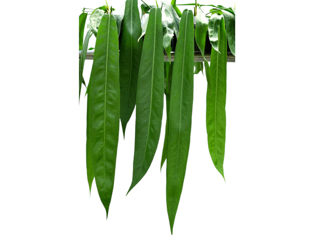 Anthurium pallidiflorum — Ecuagenera USA Corp