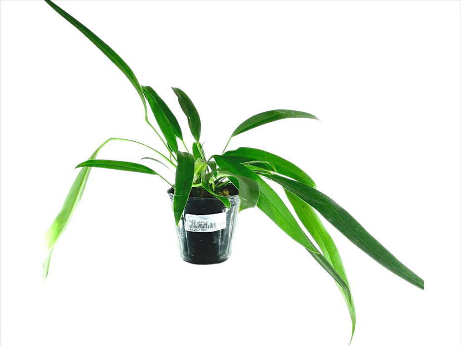 Anthurium pallidiflorum 'Guazhalan'