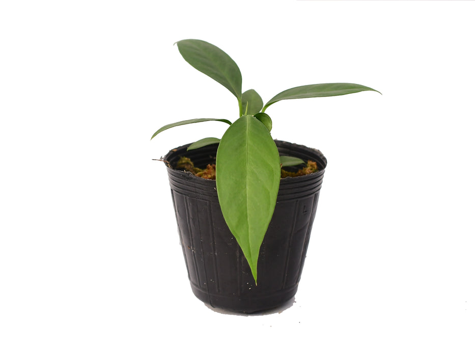 philodendron pallidiflorum Anthurium pallidiflorum 'guayusa' Seedling - Premium Cultivar