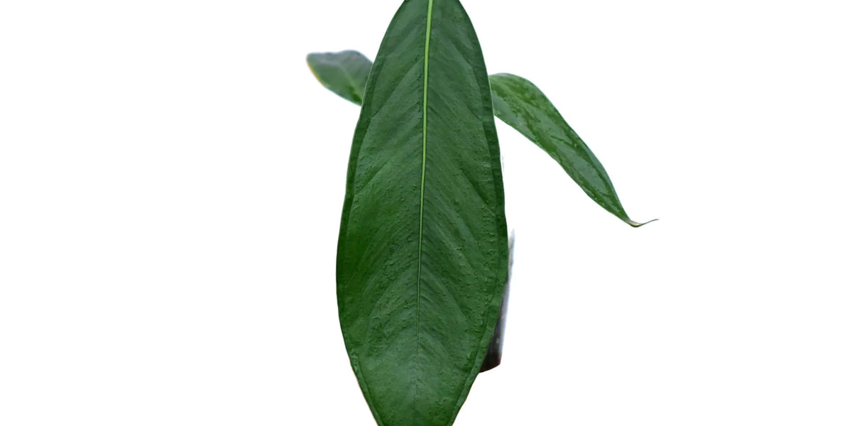 anthurium pallidiflorum for sale Anthurium pallidiflorum 'guayusa' - Premium Cultivar