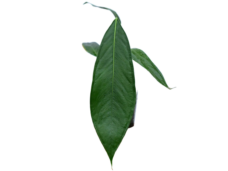 anthurium pallidiflorum Anthurium pallidiflorum 'guayusa' - Premium Cultivar