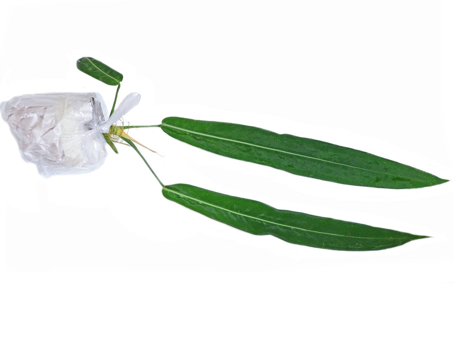 Anthurium pallidiflorum (medium)