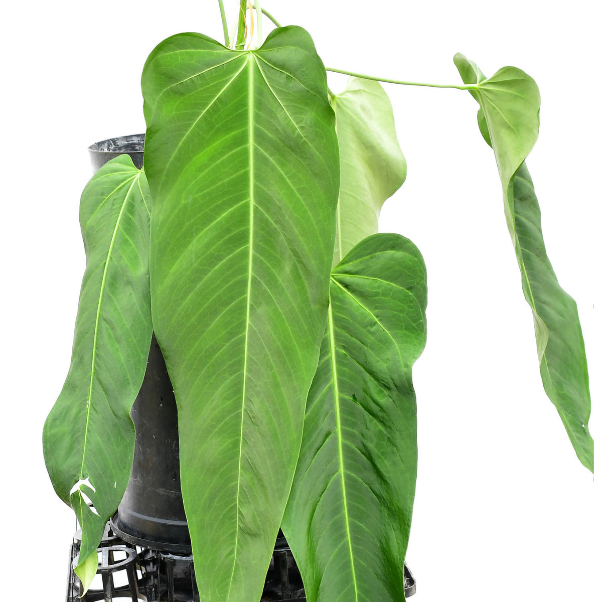 anthurium pallidiflorum care Anthurium Wild Arrow — Ecuagenera USA Corp