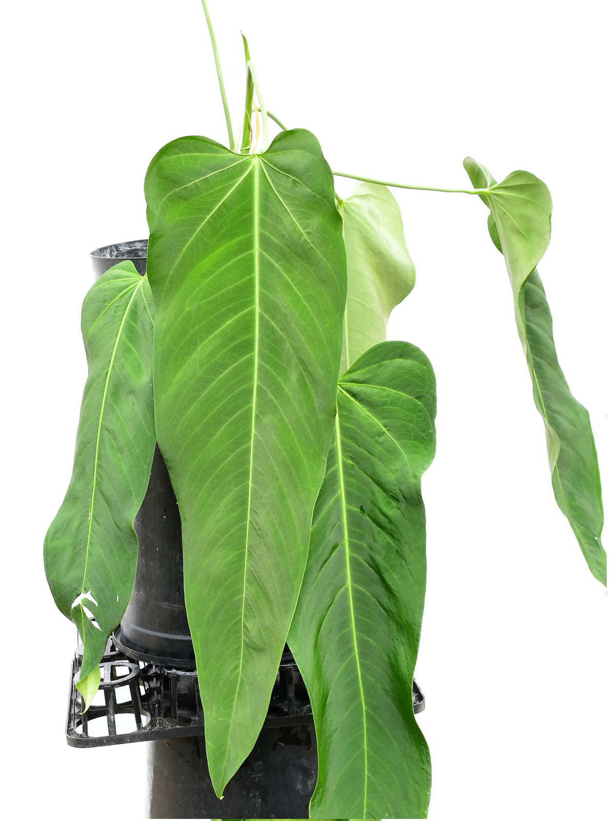 anthurium rioclarense wild hybrid Anthurium Wild Arrow — Ecuagenera USA Corp