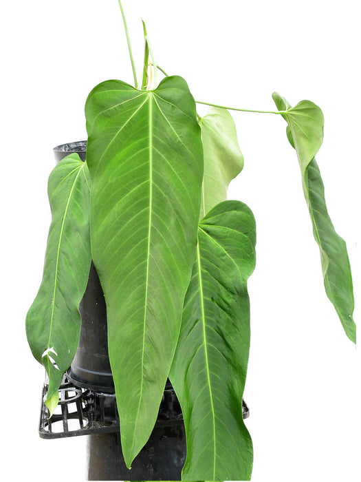Anthurium Wild Arrow
