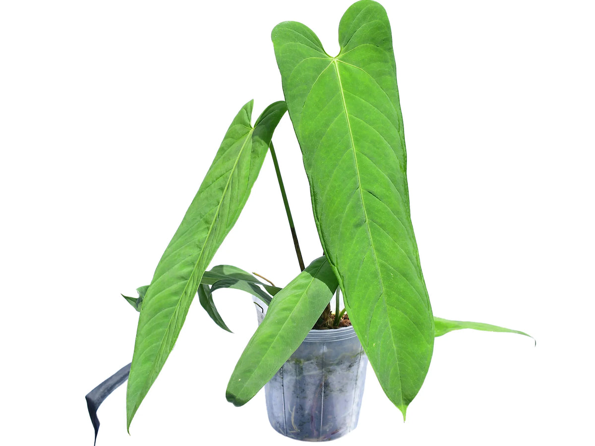 Anthurium panamense アンスリウムパナメンセ Anthurium panamense - Elegant Pendulous Aroid | Ecuagenera USA