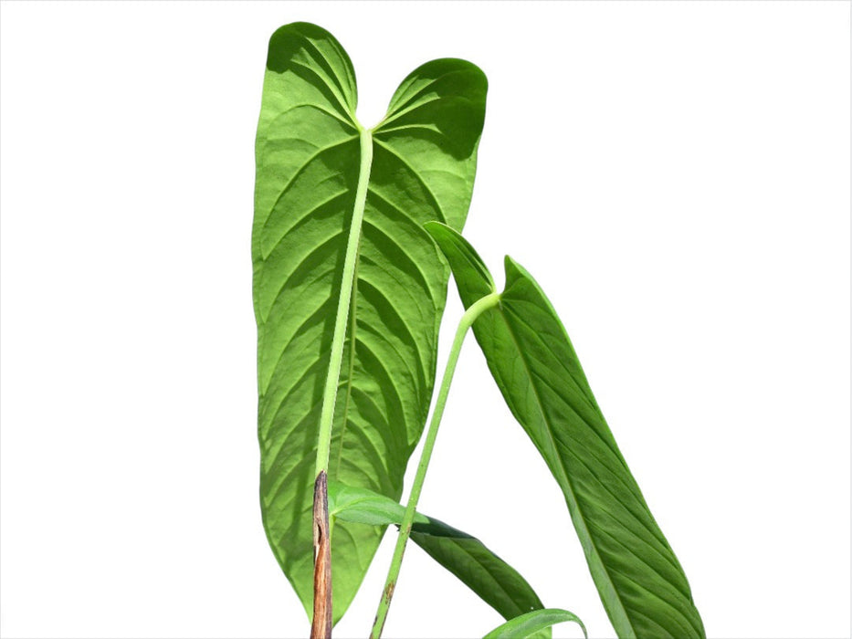 anthurium panamense Anthurium panamense