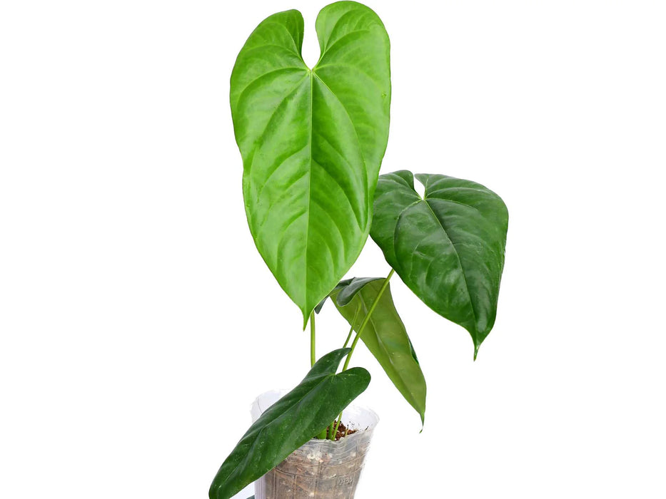 anthurium chiapense Anthurium pandurilaminum cf