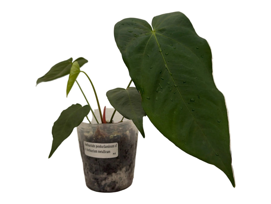 Anthurium pandurilaminum cf x Anthurium metallicum
