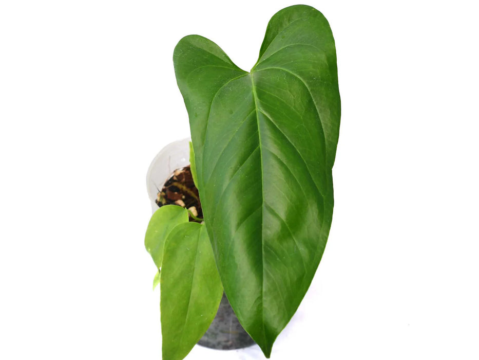 Anthurium Violin's cf Foot