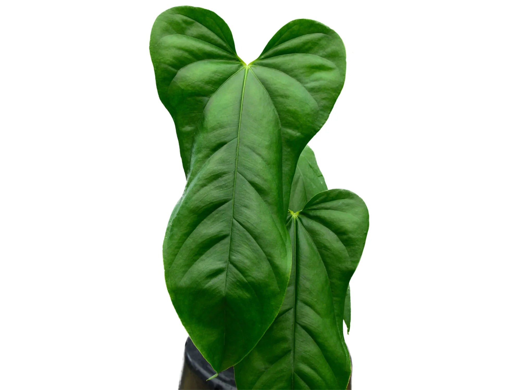 anthurium bullatus Anthurium pandurilaminum