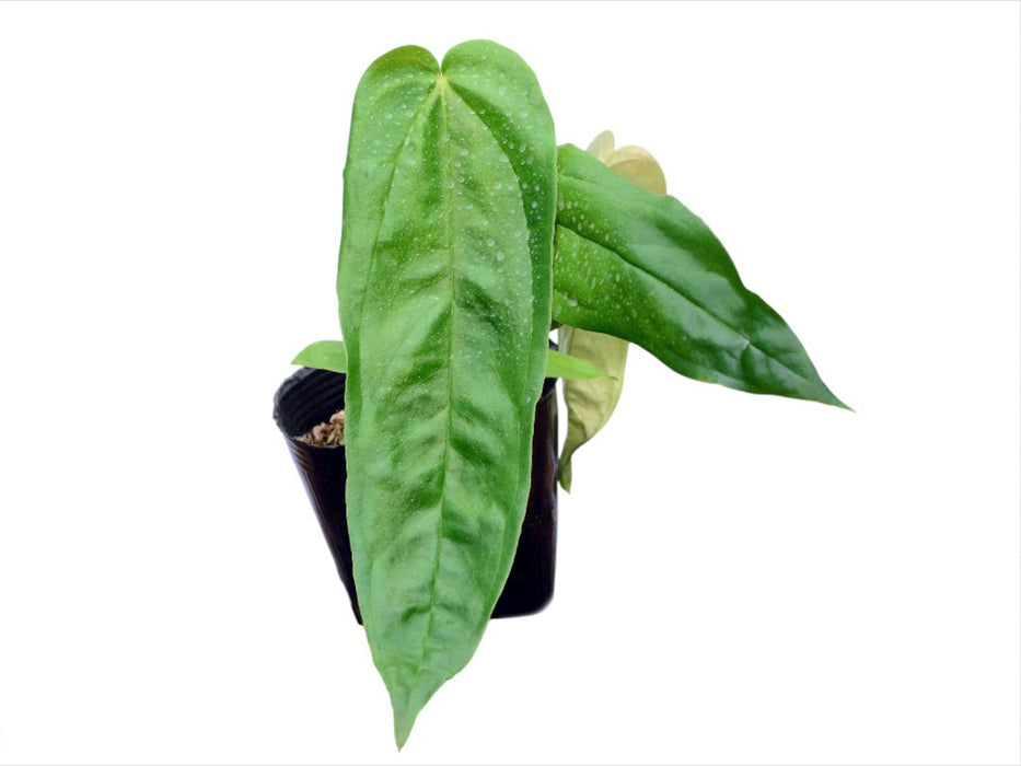 Anthurium pandurilaminum (seedling)