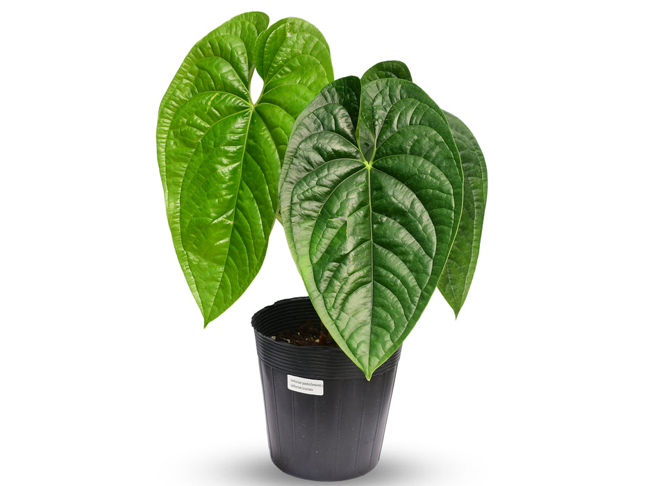 Anthurium pandurilaminum x Anthurium luxurians 'Inverse crossing'