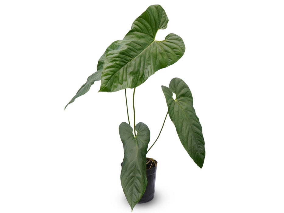 Anthurium pandurilaminum x Anthurium papillilaminum