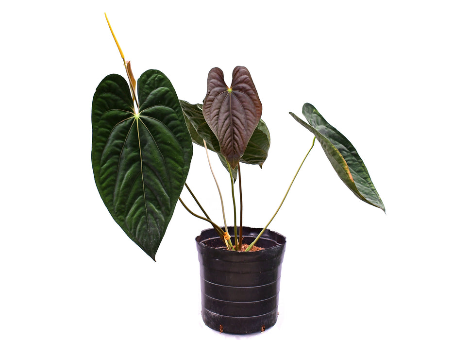 Anthurium papillilaminum (Big)