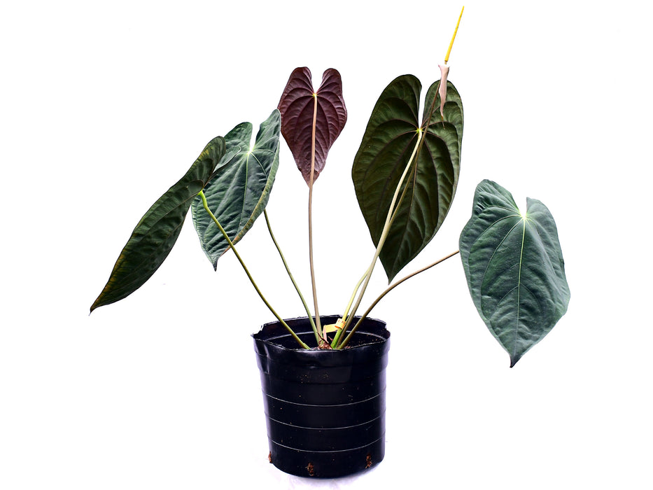 Anthurium papillilaminum (Big)