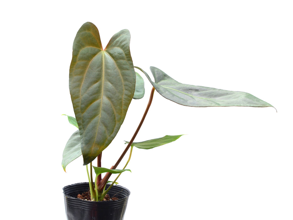 Anthurium papillilaminum 'Jolis' x Anthurium carlablackiae