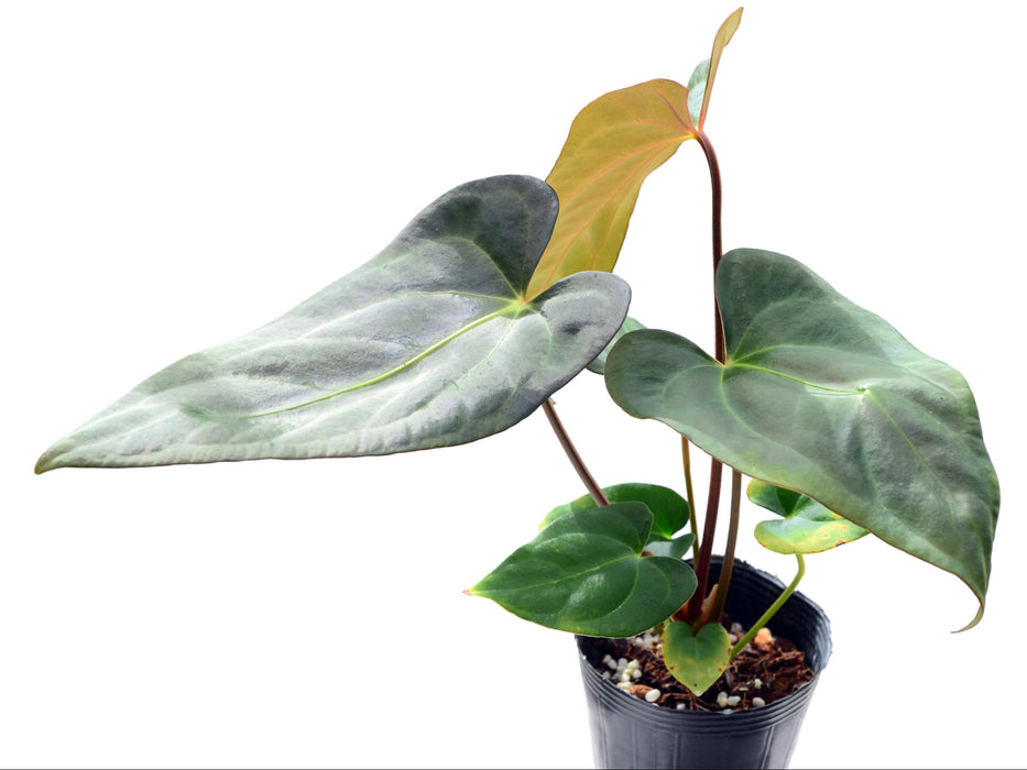 Anthurium papillilaminum 'Jolis' x Anthurium carlablackiae