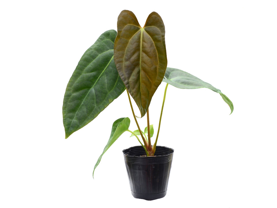 Anthurium papillilaminum 'Jolis' x Anthurium carlablackiae