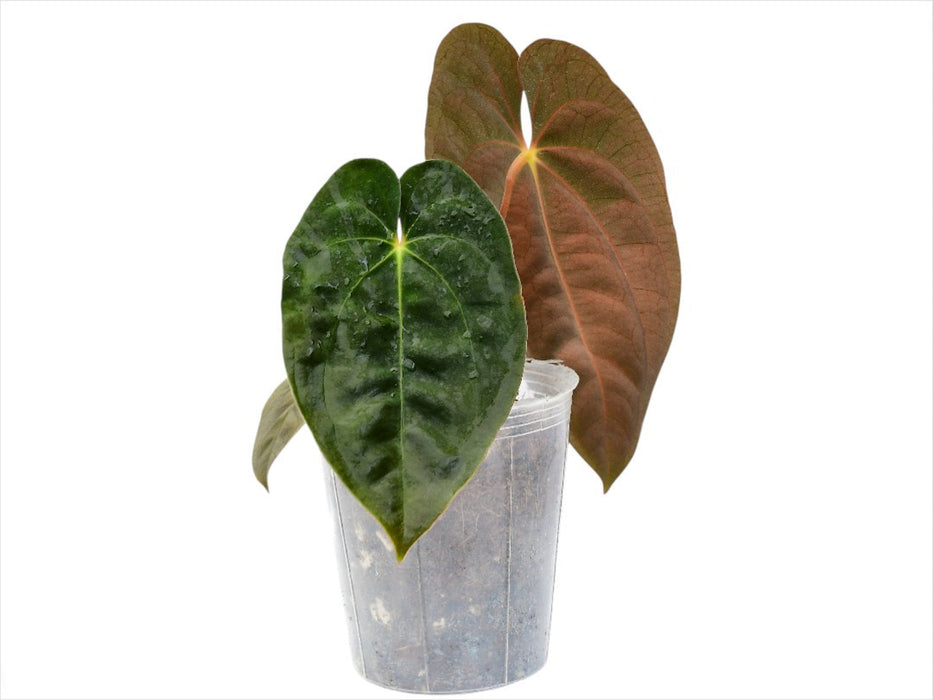 Anthurium papillilaminum