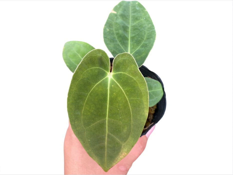 Anthurium papillilaminum (XS)