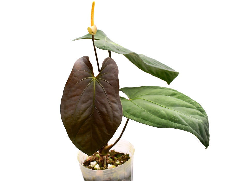 Anthurium papillilaminum x Anthurium Fantasy