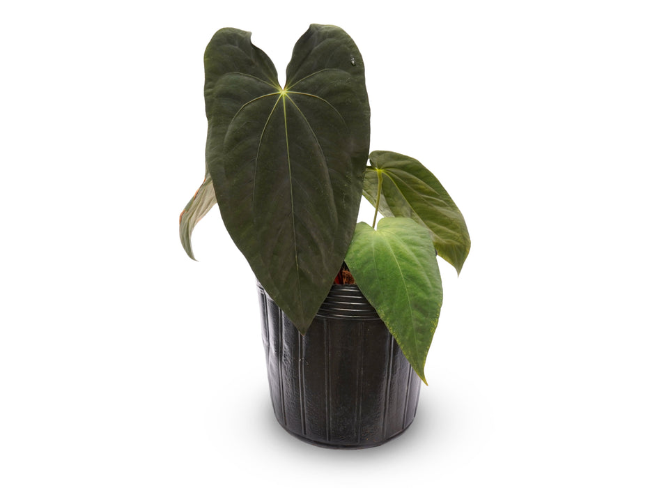 Anthurium papillilaminum x Anthurium Lightning