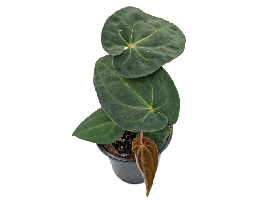 Anthurium papillilaminum x Anth. Urban Oasis (seedling)