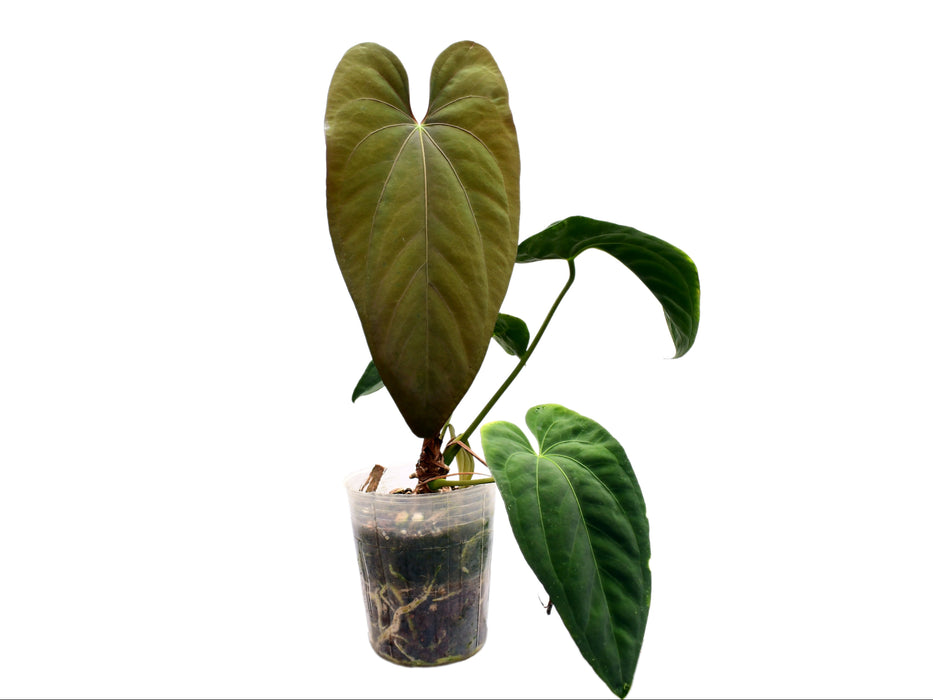 Anthurium papillilaminum x Anthurium Fantasy