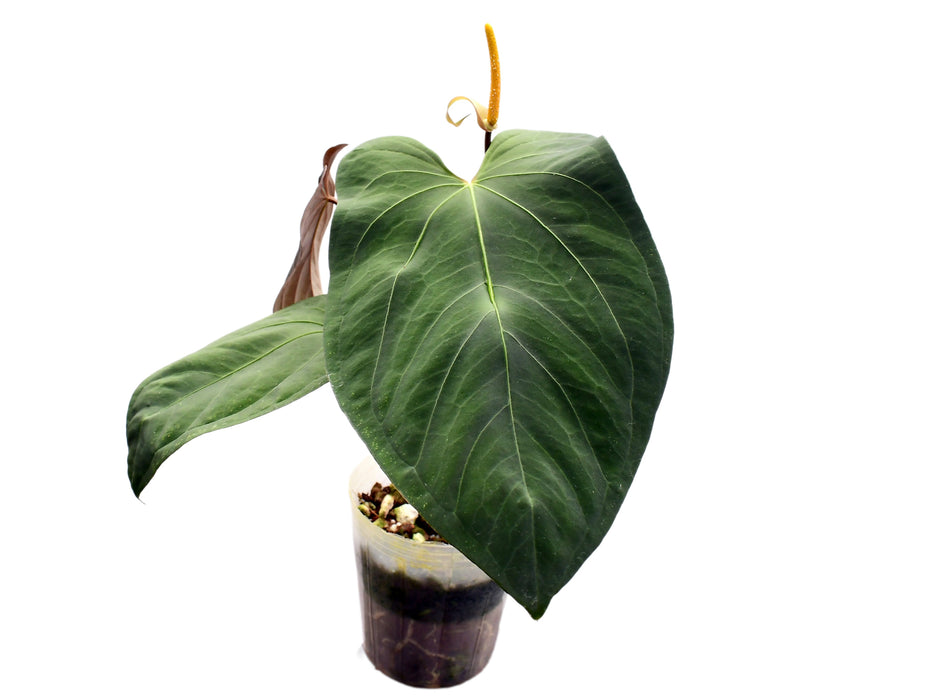Anthurium papillilaminum x Anthurium Fantasy