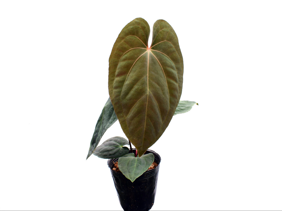 Anthurium papillilaminum x Anthurium Fantasy