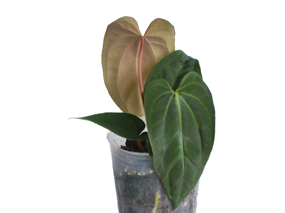 Anthurium papillilaminum x Anthurium Fantasy