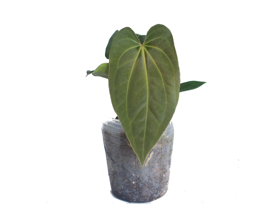 Anthurium papillilaminum x Anthurium Fantasy 'Inverse crossing'