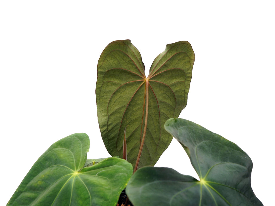Anthurium papillilaminum x Anthurium Lightning