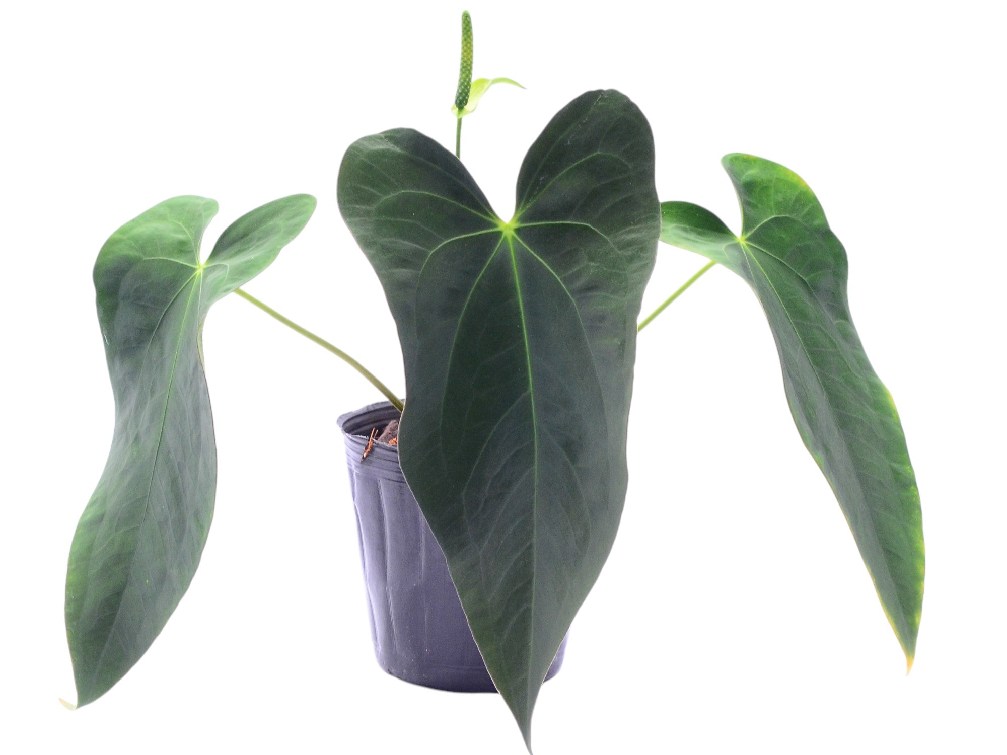 anthurium papillilaminum x subsignatum Anthurium papillilaminum x Anthurium Lightning (seedling) — Ecuagenera USA Corp