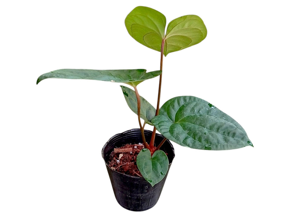Anthurium Urban Jungle x Anthurium papillilaminum