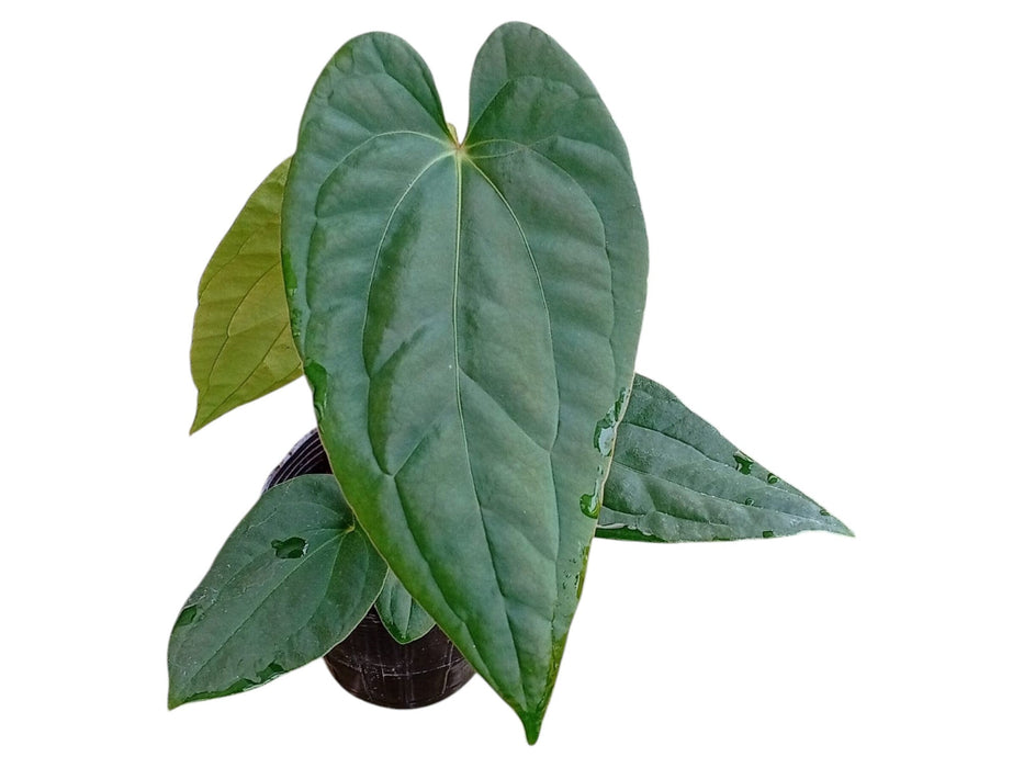 Anthurium Urban Jungle x Anthurium papillilaminum