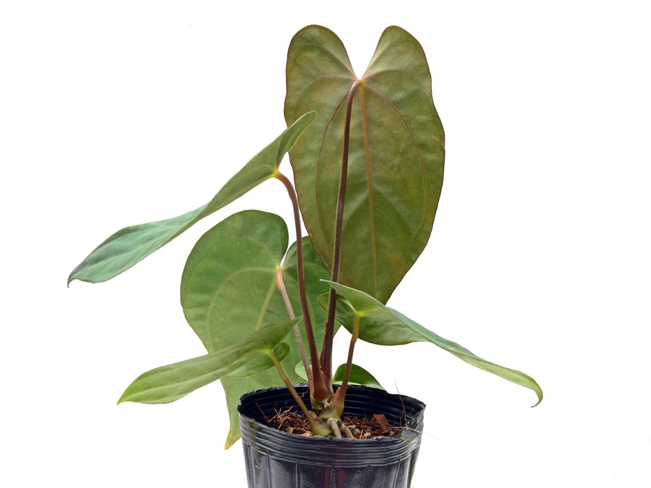 Anthurium papillilaminum x Anth. carlablackiae (seedling)