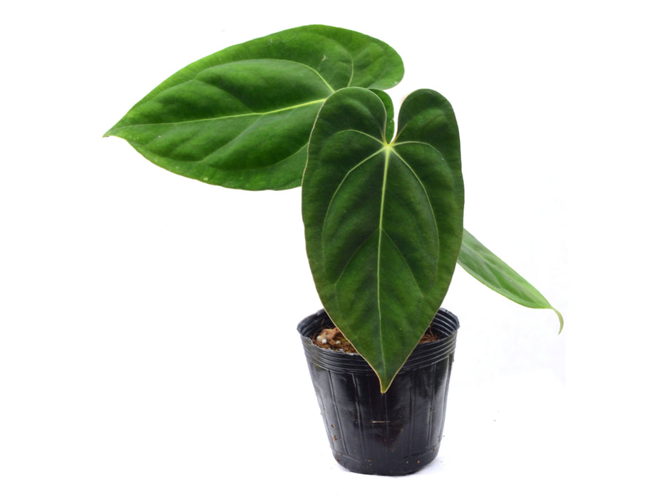 Anthurium papillilaminum x Anth. carlablackiae (seedling)