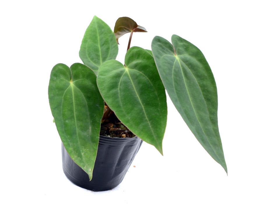 Anthurium papillilaminum x Anth. carlablackiae (seedling)