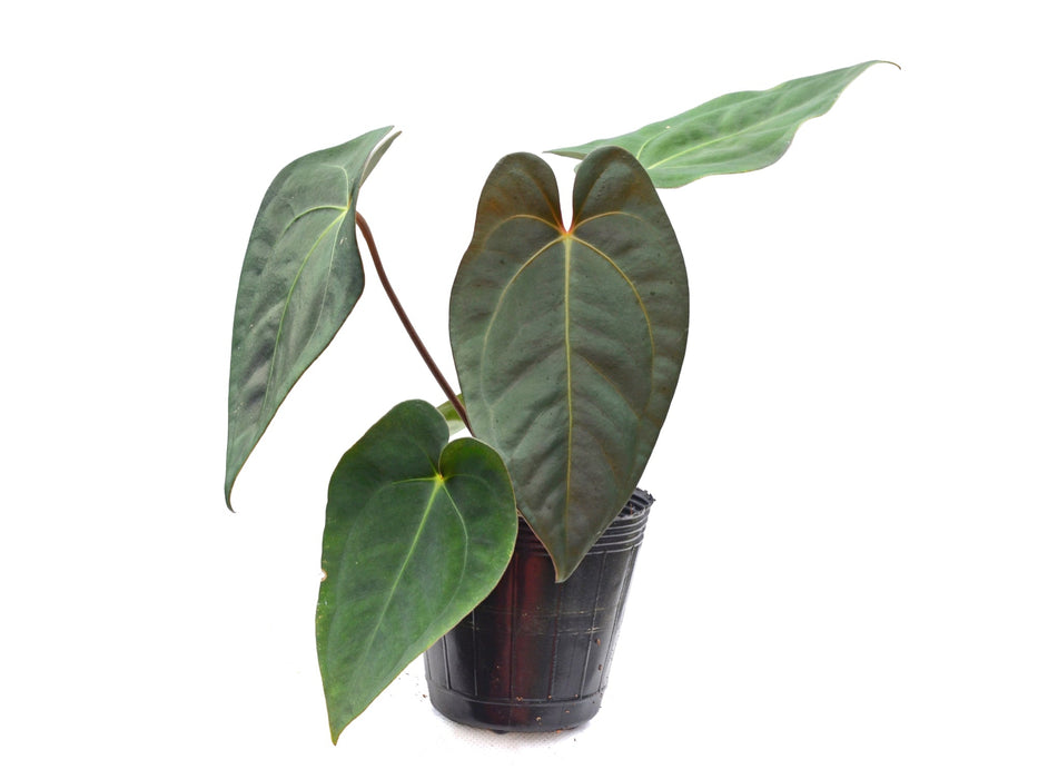 Anthurium papillilaminum x Anth. carlablackiae (seedling)