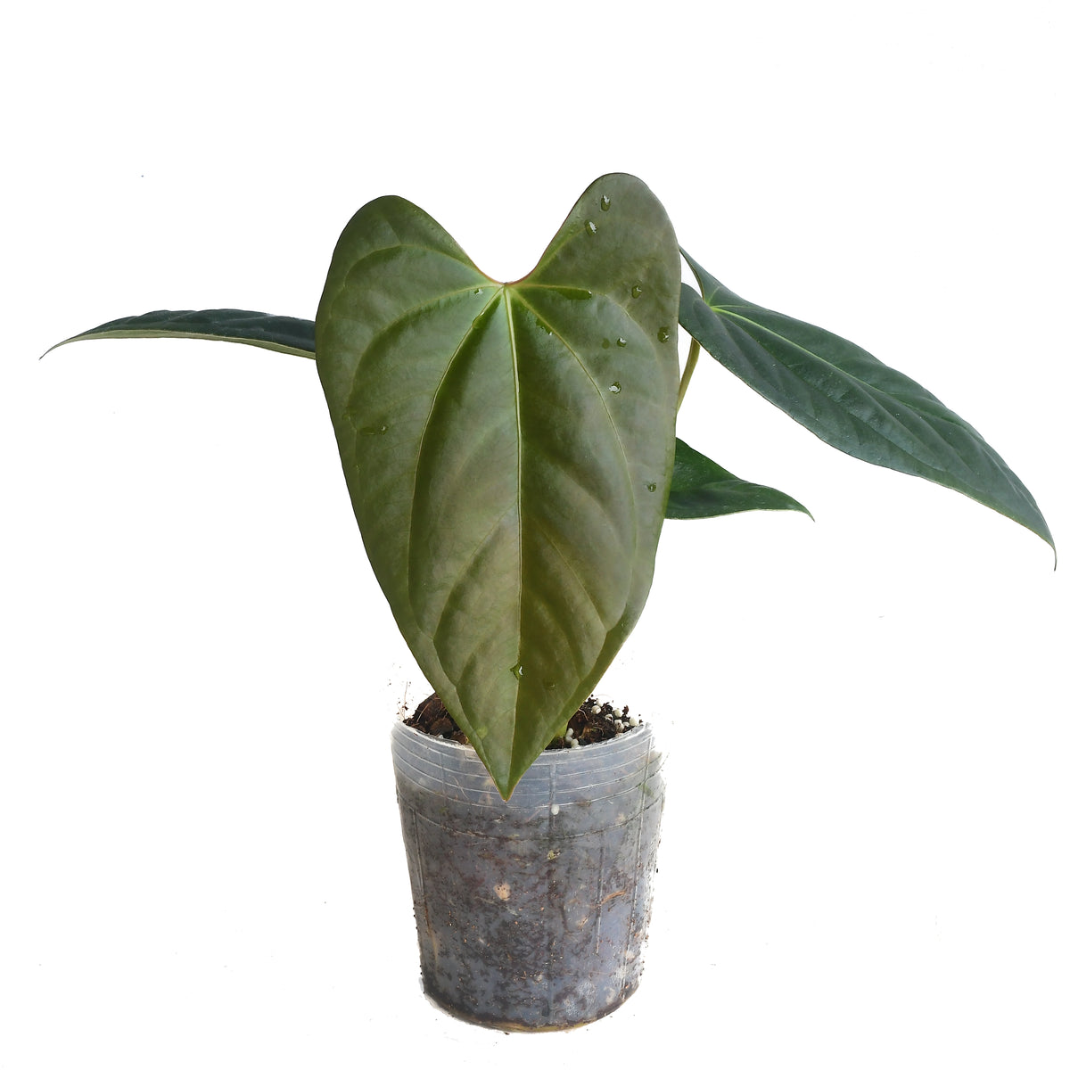Anthurium papillilaminum x Anthurium cerrocampanense — Ecuagenera