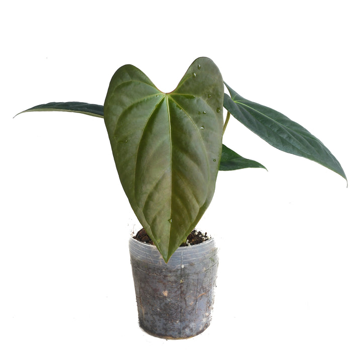 Anthurium papillilaminum x Anthurium cerrocampanense