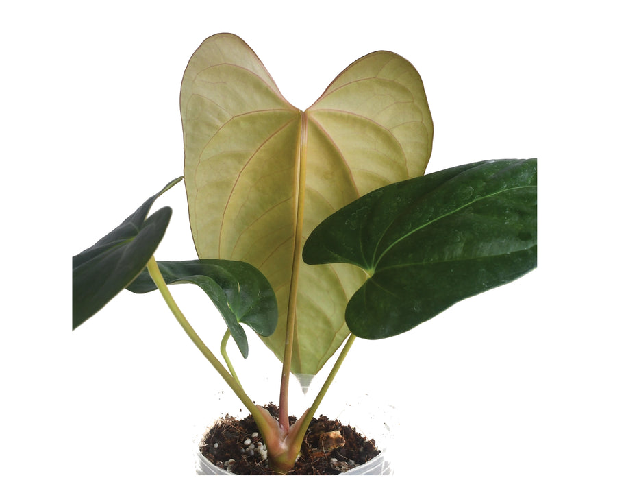 Anthurium papillilaminum x Anthurium cerrocampanense