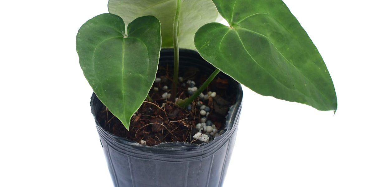 Anthurium Deborah Ward 'Inverse Crossing' (S) — Ecuagenera USA Corp