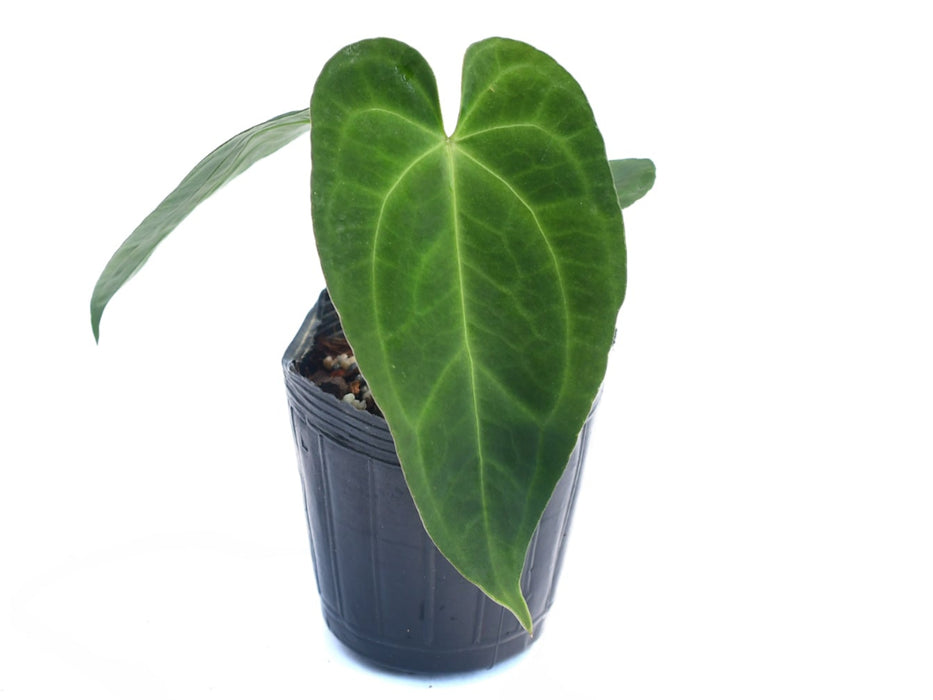 Anthurium Deborah Ward 'Inverse Crossing' (S) — Ecuagenera USA Corp