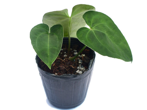 aglaonema deborah Anthurium Deborah Ward 'Inverse Crossing' (S) — Ecuagenera USA Corp