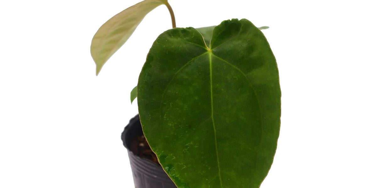 Anthurium_papillilaminum_x_Ant