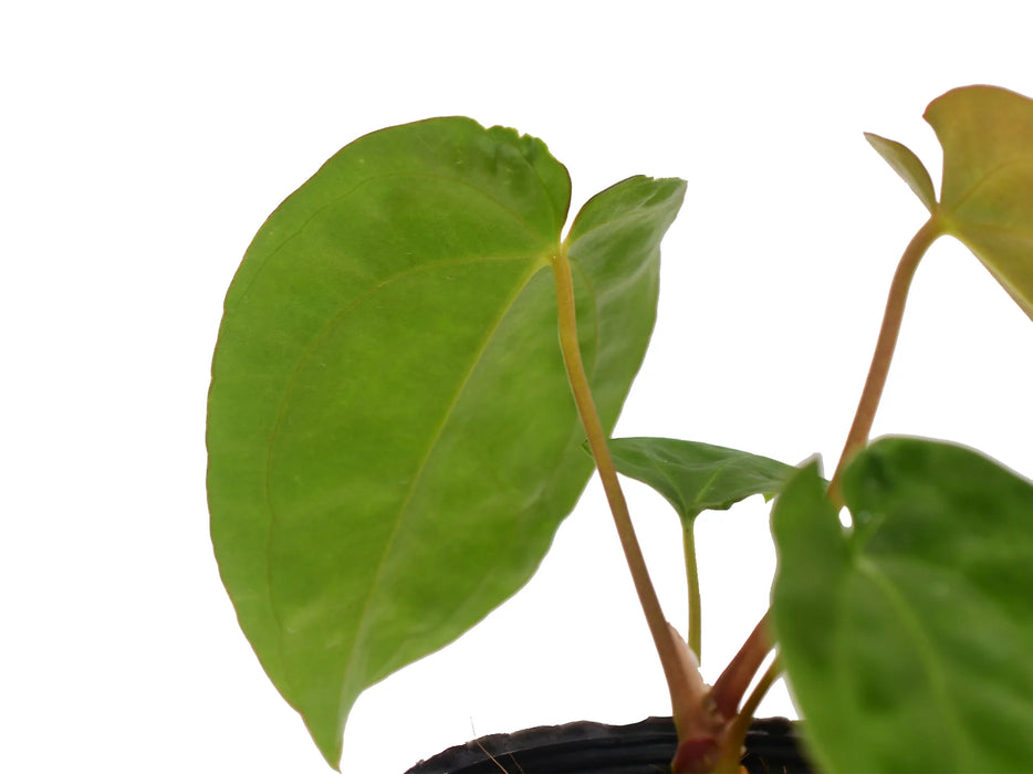 anthurium papillilaminum ecuagenera Anthurium papillilaminum x dressleri - Premium Velvety Hybrid