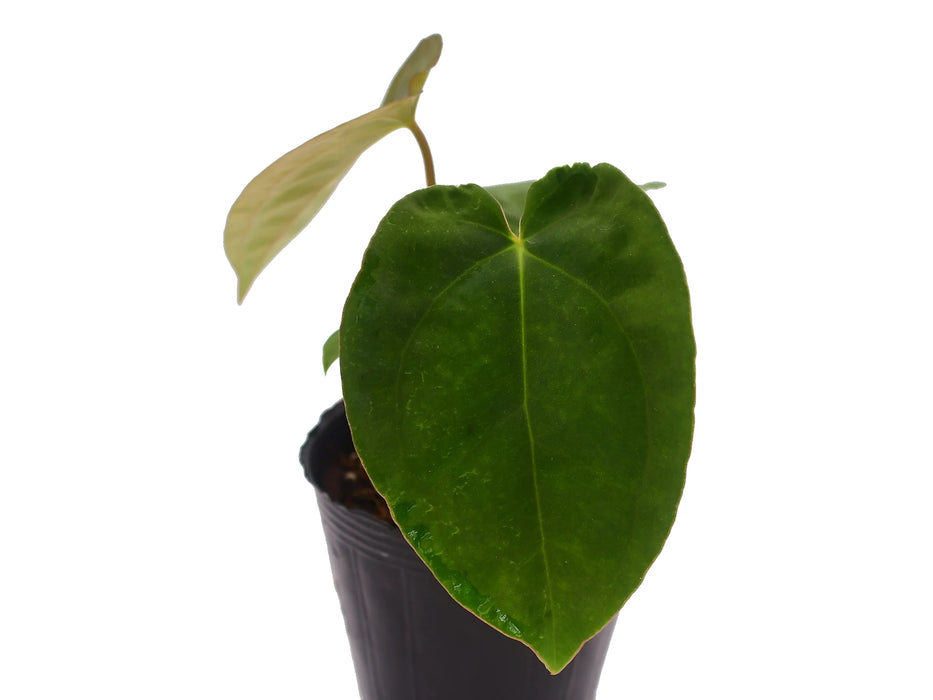 Anthurium papillilaminum x dressleri Seedling - Premium Hybrid Anthurium papillilaminum x dressleri Seedling - Premium Hybrid